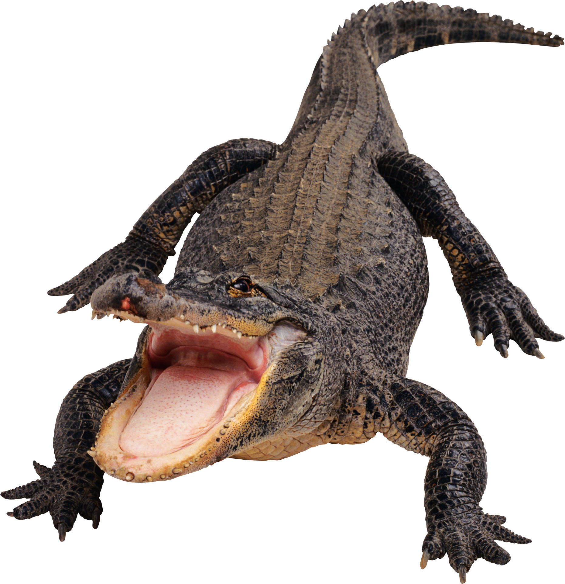 Alligator Cartoon Clipart