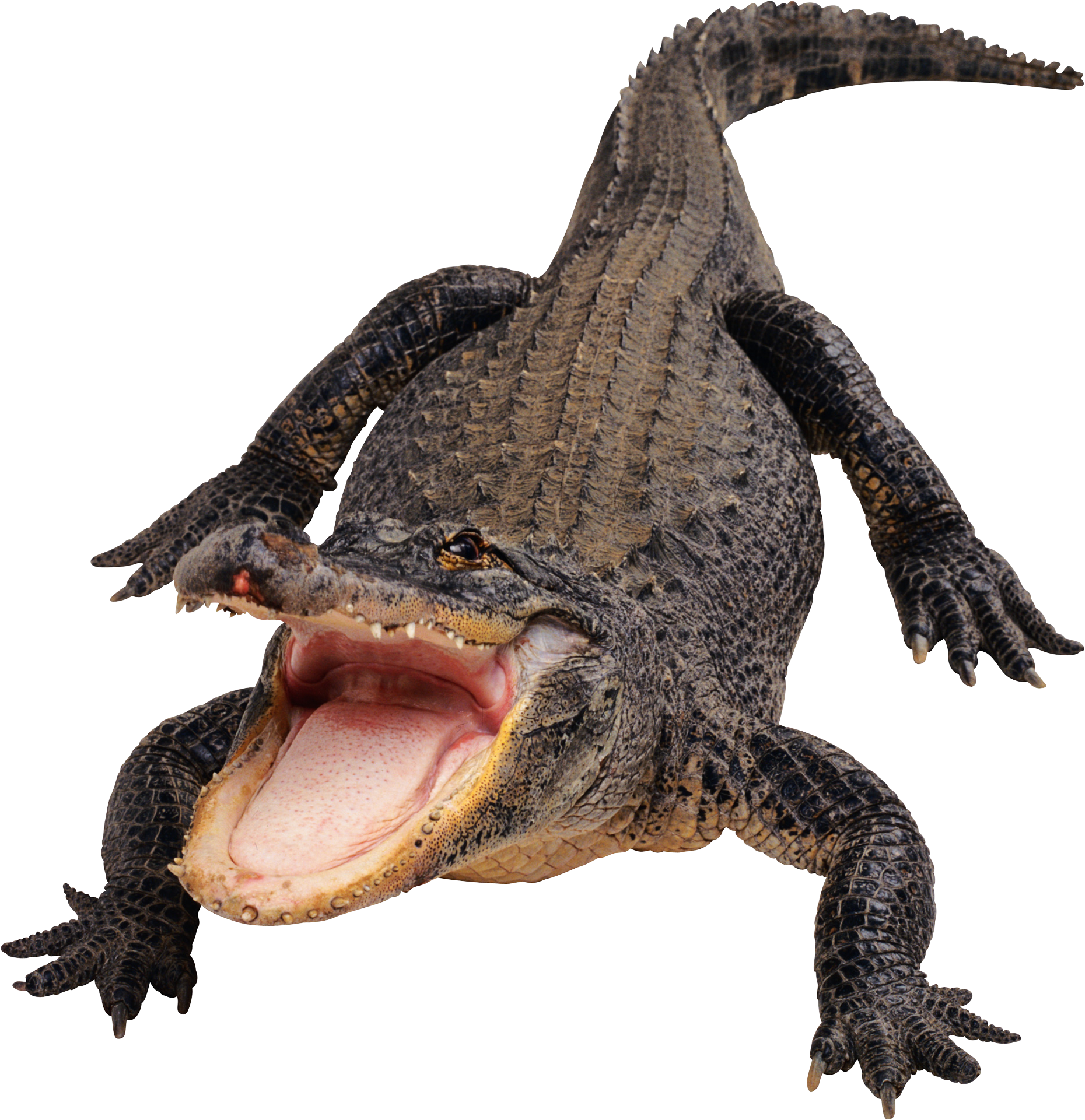 Alligator Cartoon Clipart