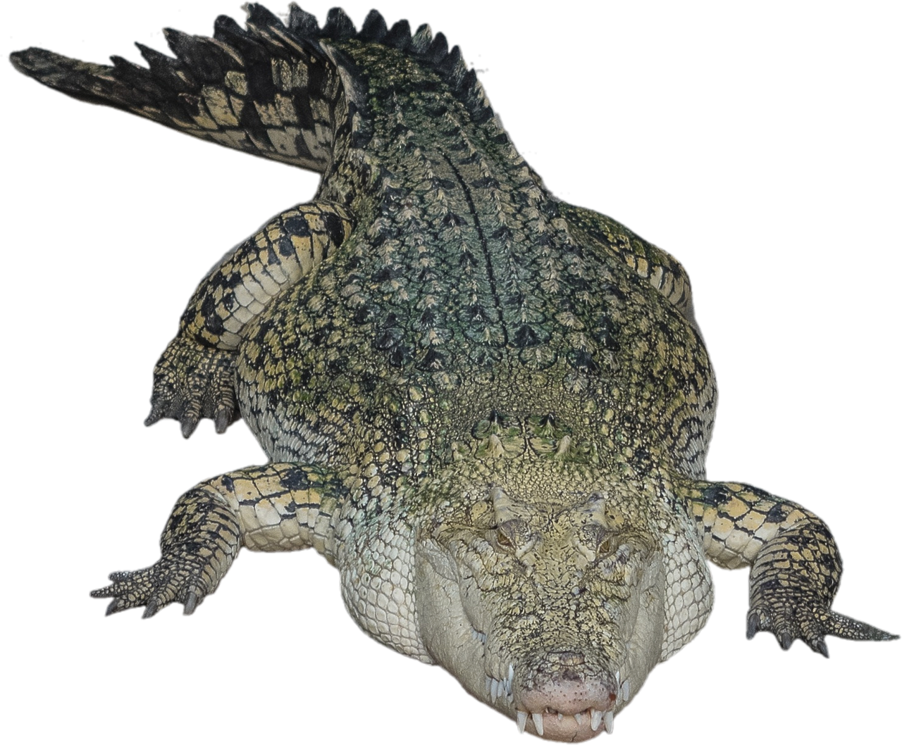 Alligator Cartoon Clipart