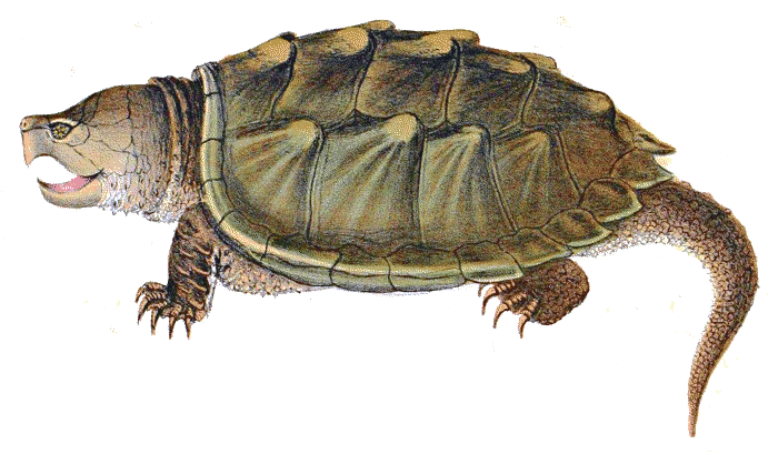 Sea Turtle Background Clipart