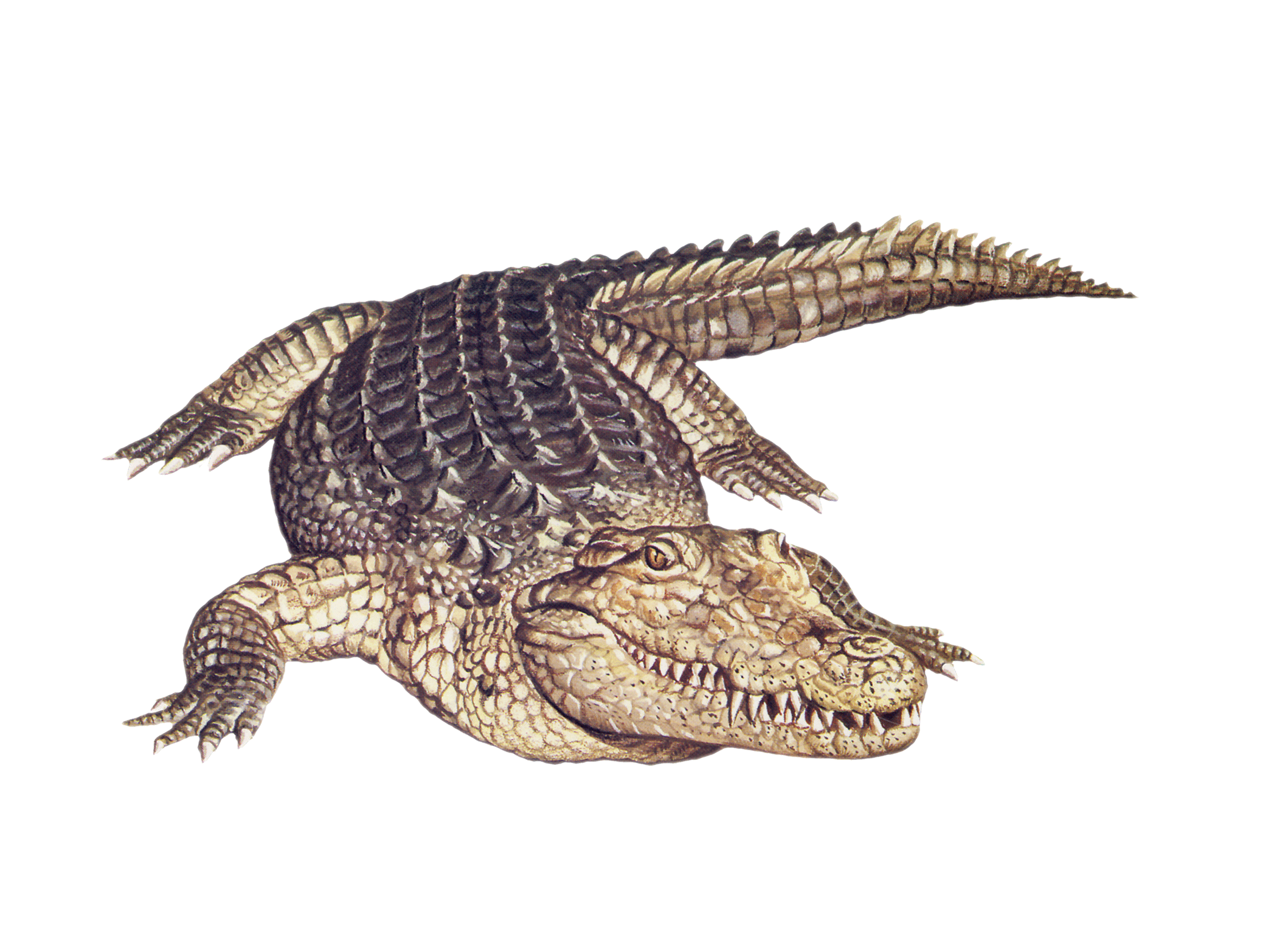 Alligator Cartoon Clipart