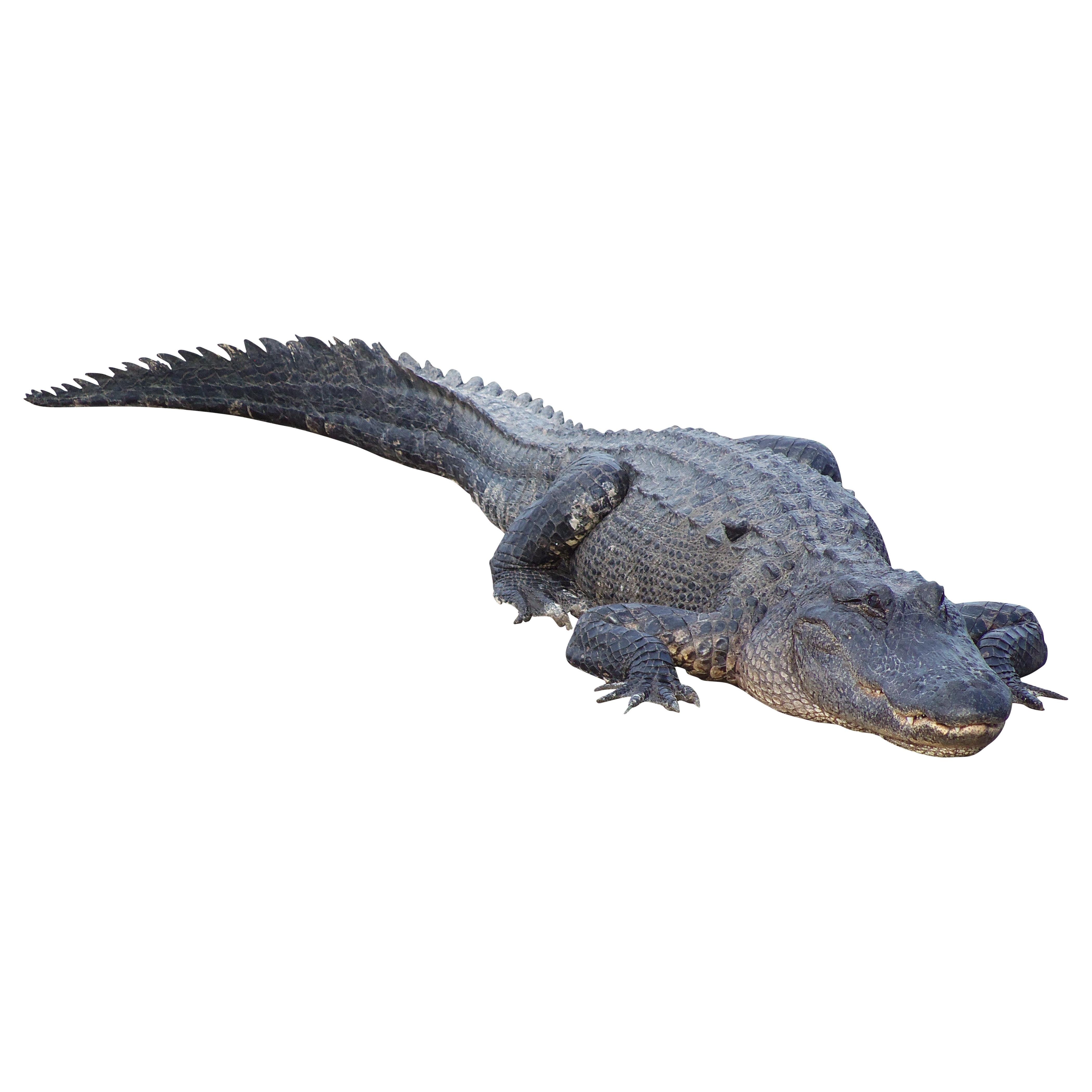 Alligator Cartoon Clipart