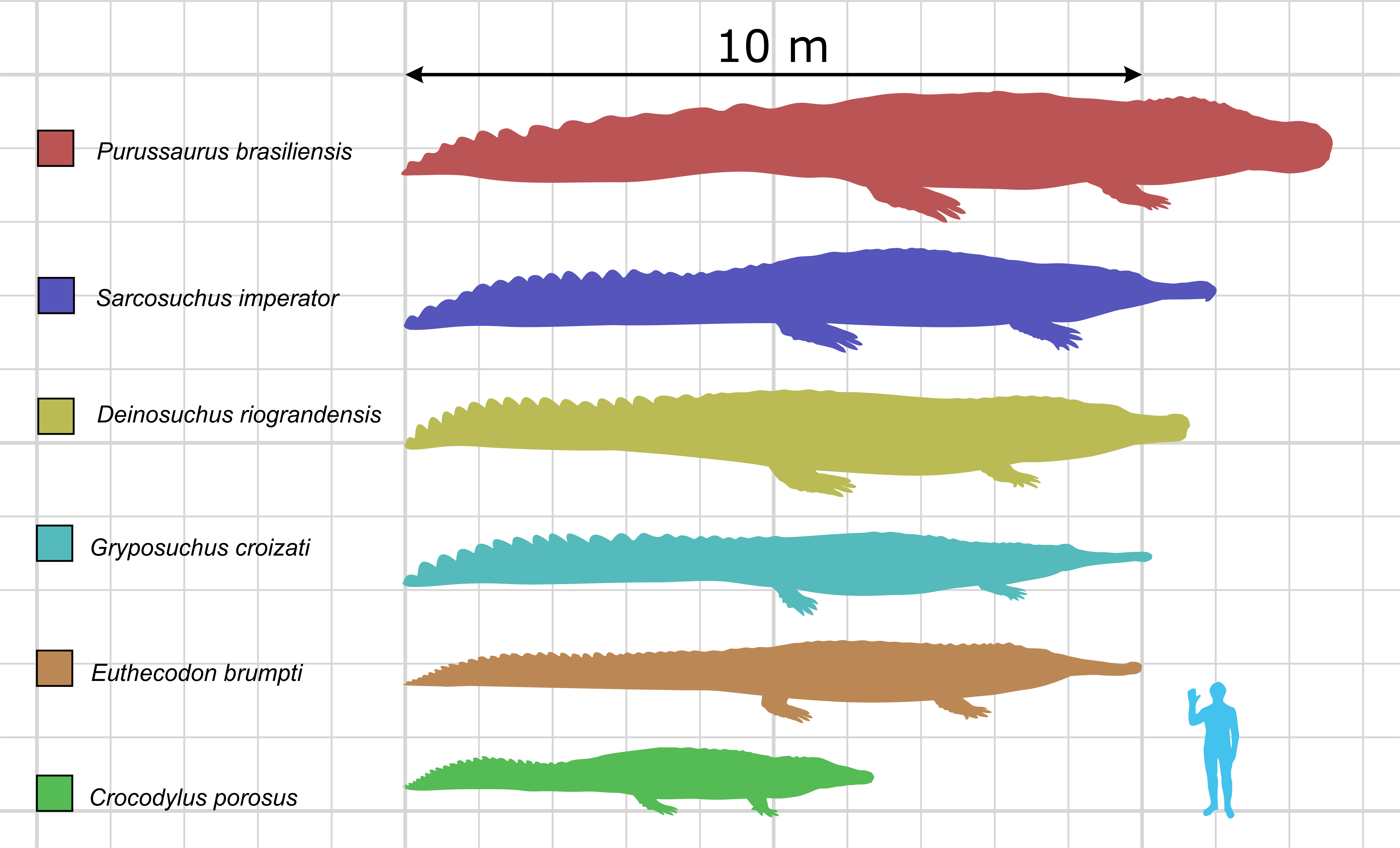 Alligator Cartoon Clipart