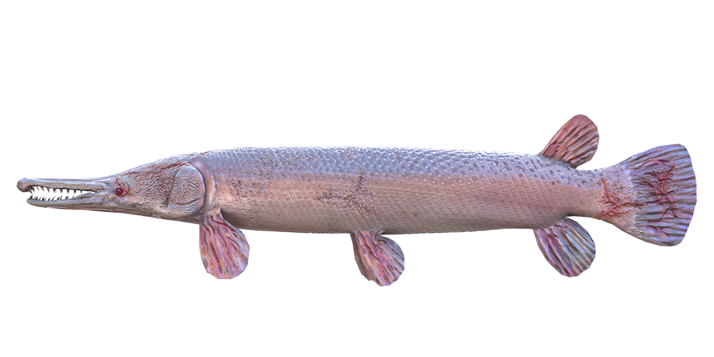 Alligator Cartoon Clipart