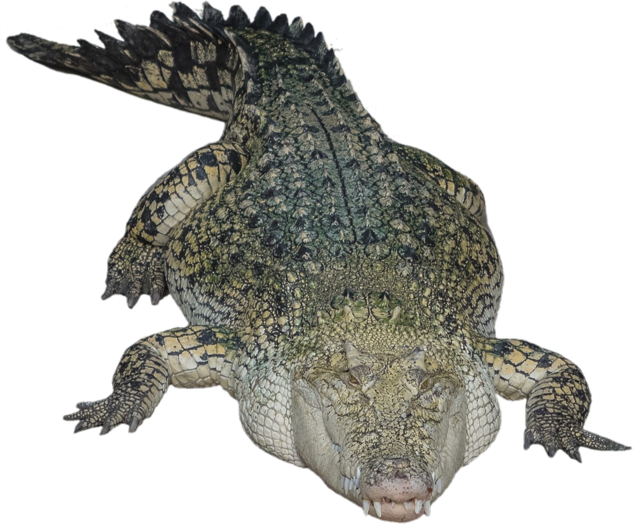 Alligator Cartoon Clipart