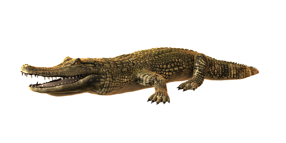 Alligator Cartoon Clipart