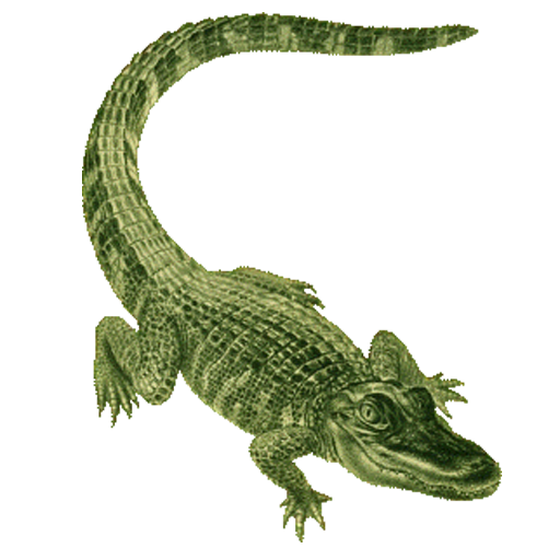 reptile alligator crocodilia crocodile saltwater crocodile Clipart