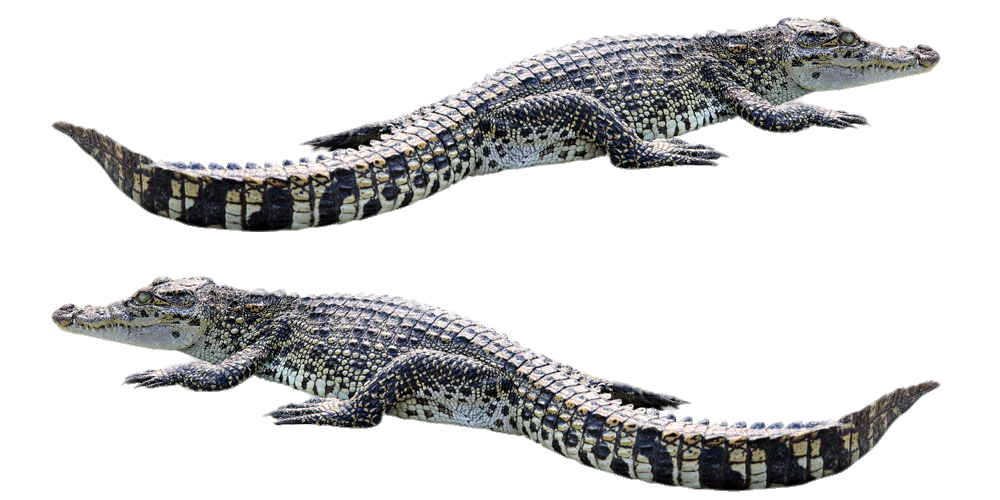 Alligator Cartoon Clipart