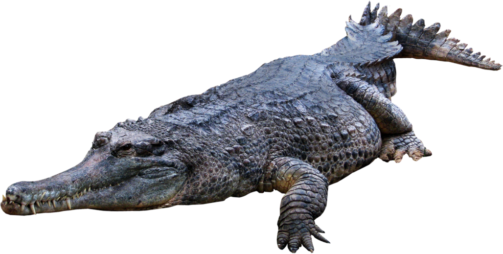 Alligator Cartoon Clipart