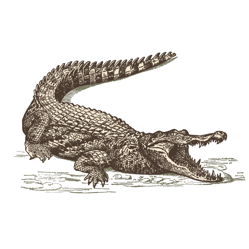 Alligator Cartoon Clipart