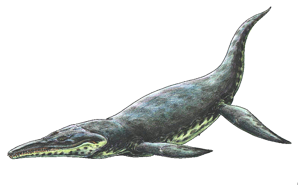 Alligator Cartoon Clipart