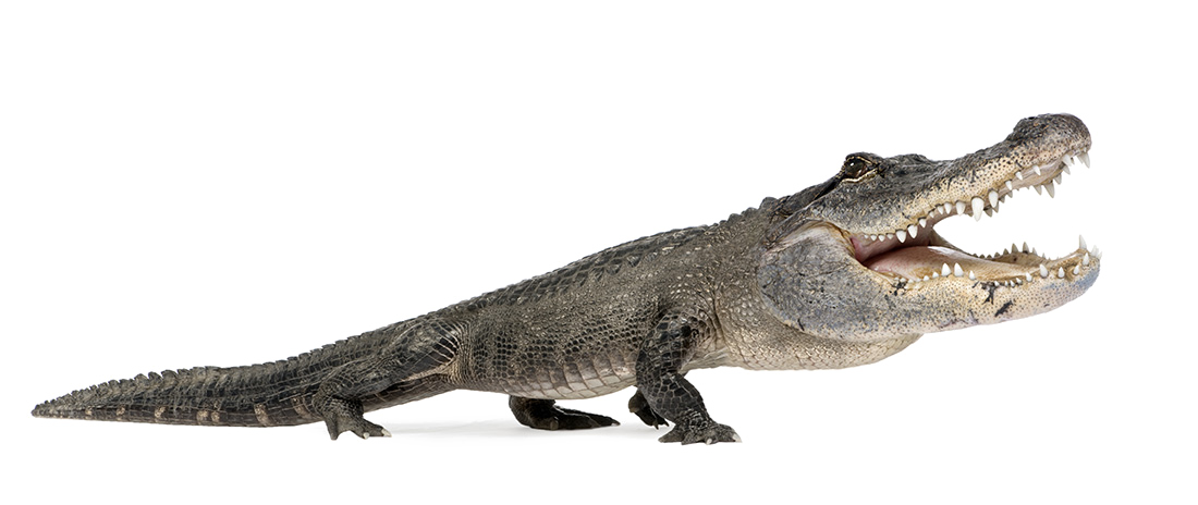 Alligator Cartoon Clipart