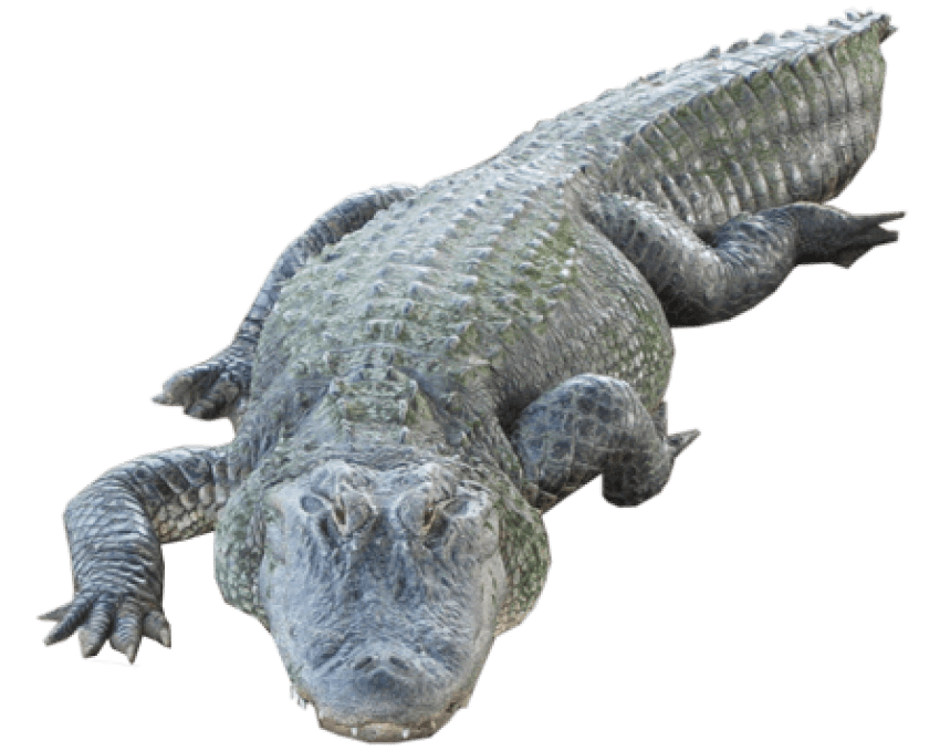 Alligator Cartoon Clipart