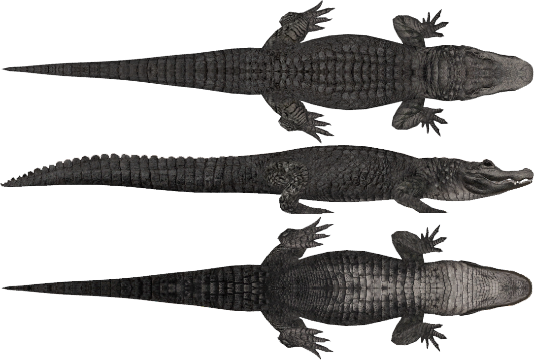 Alligator Cartoon Clipart