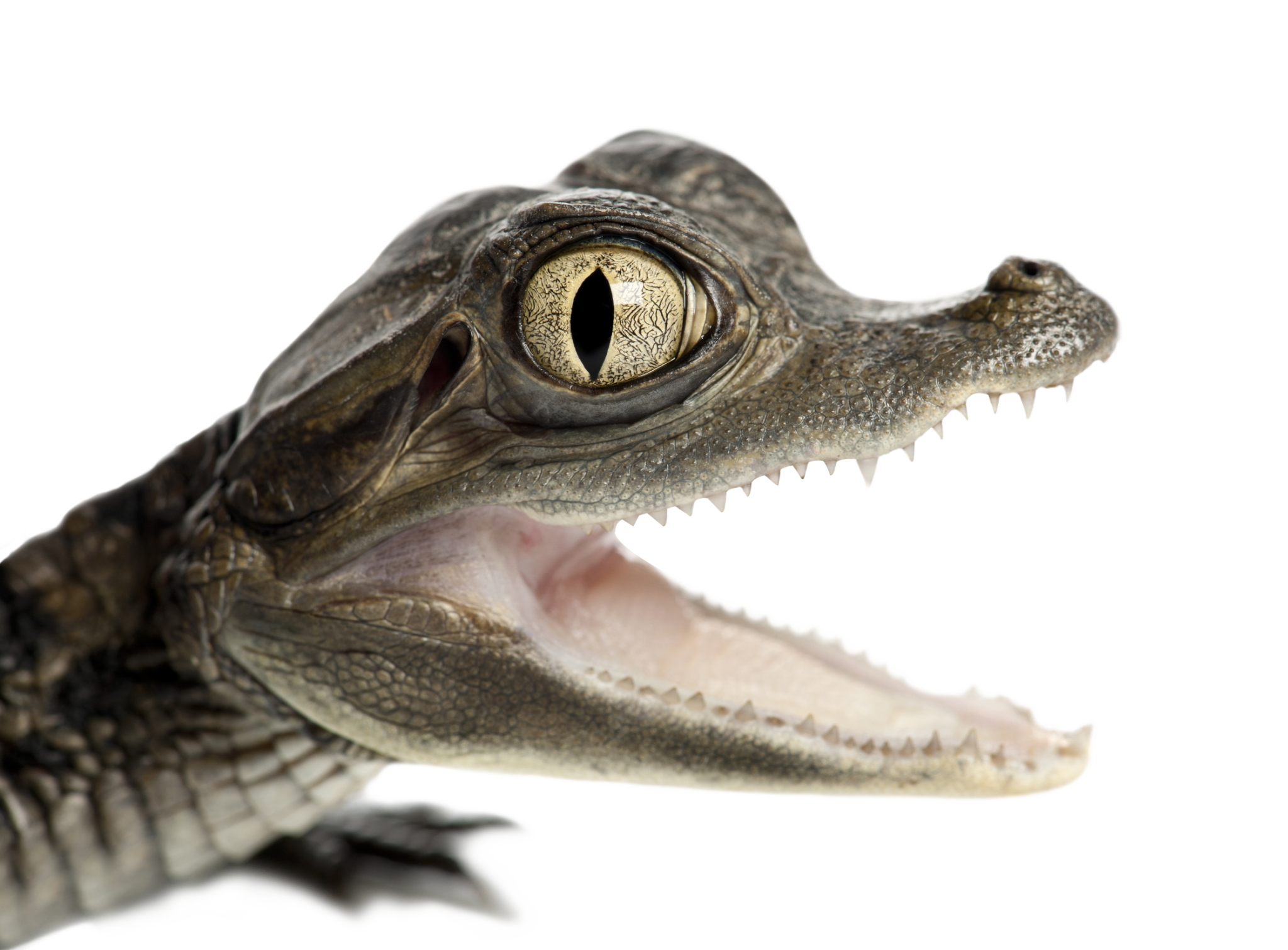 Alligator Cartoon Clipart