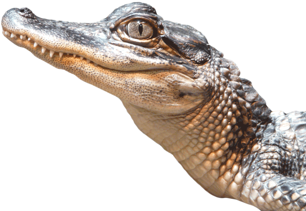 Alligator Cartoon Clipart