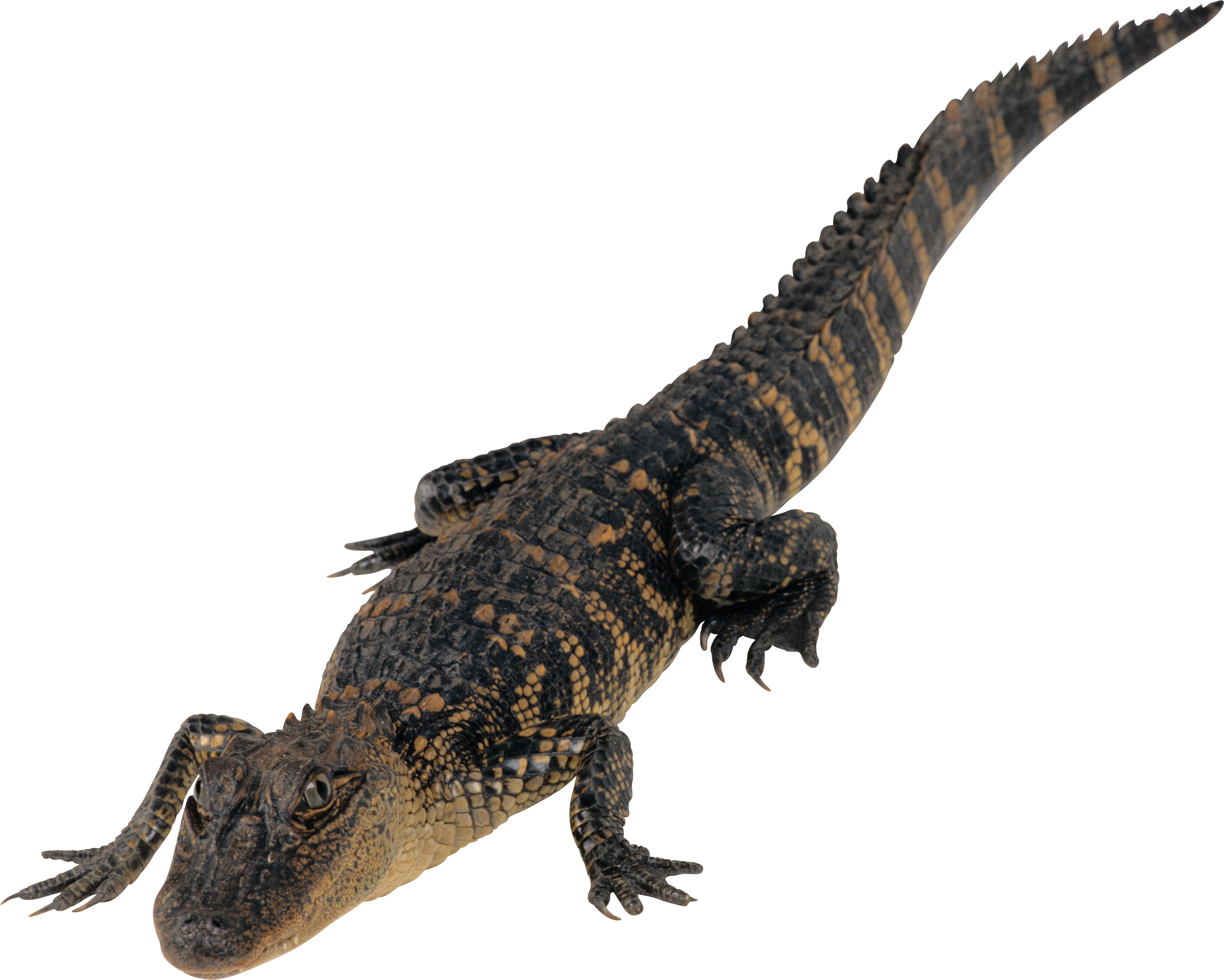 Alligator Cartoon Clipart