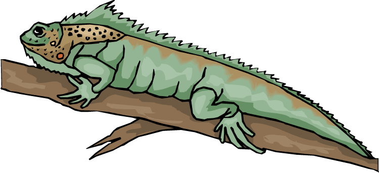 Alligator Cartoon Clipart