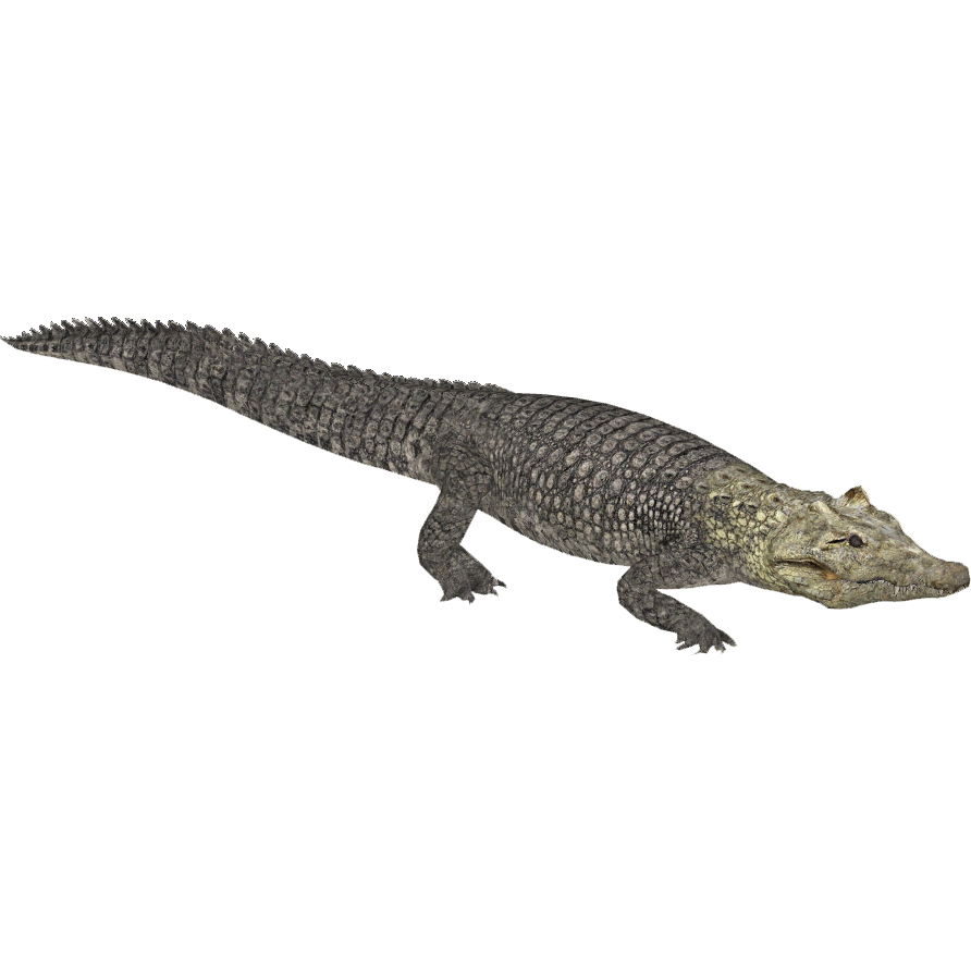 Alligator Cartoon Clipart