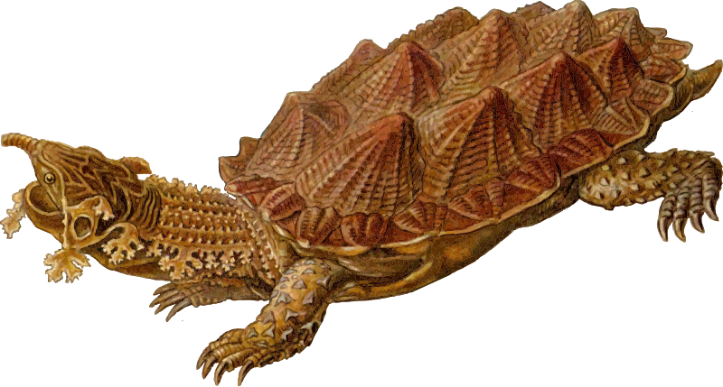 Sea Turtle Background Clipart