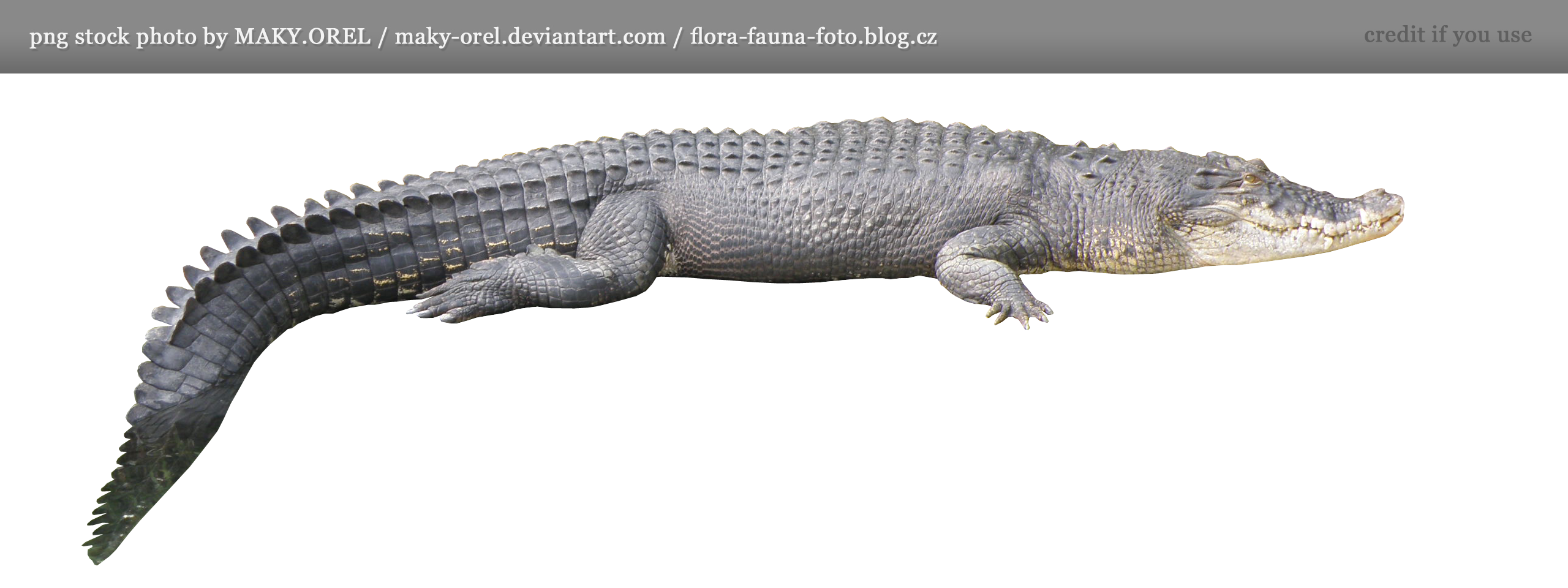 Alligator Cartoon Clipart