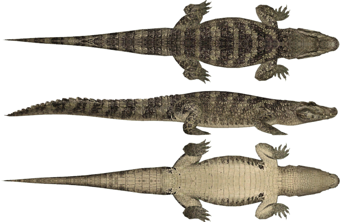 Alligator Cartoon Clipart