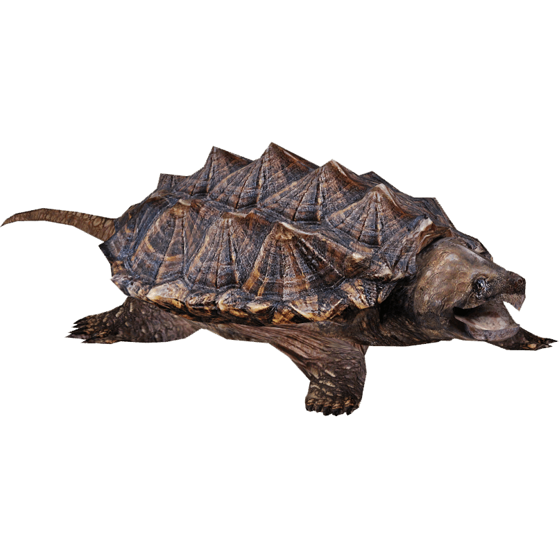 Sea Turtle Background Clipart