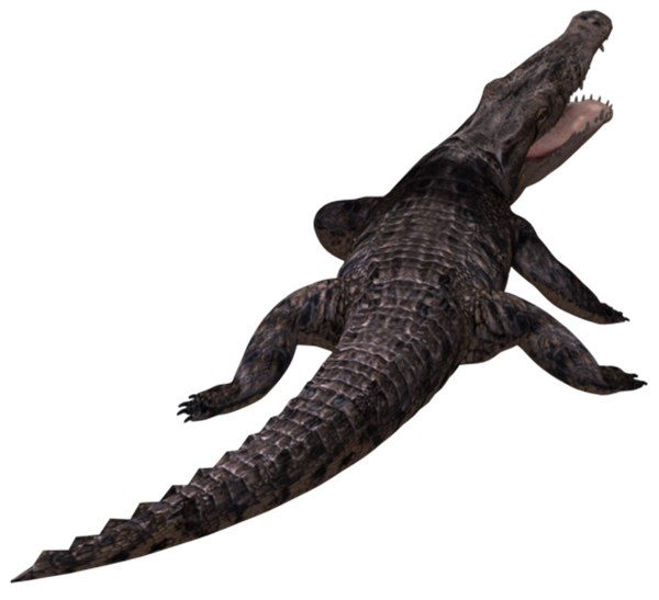 Alligator Cartoon Clipart