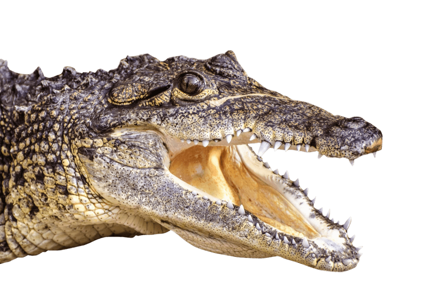 Alligator Cartoon Clipart