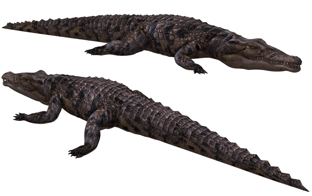 Alligator Cartoon Clipart