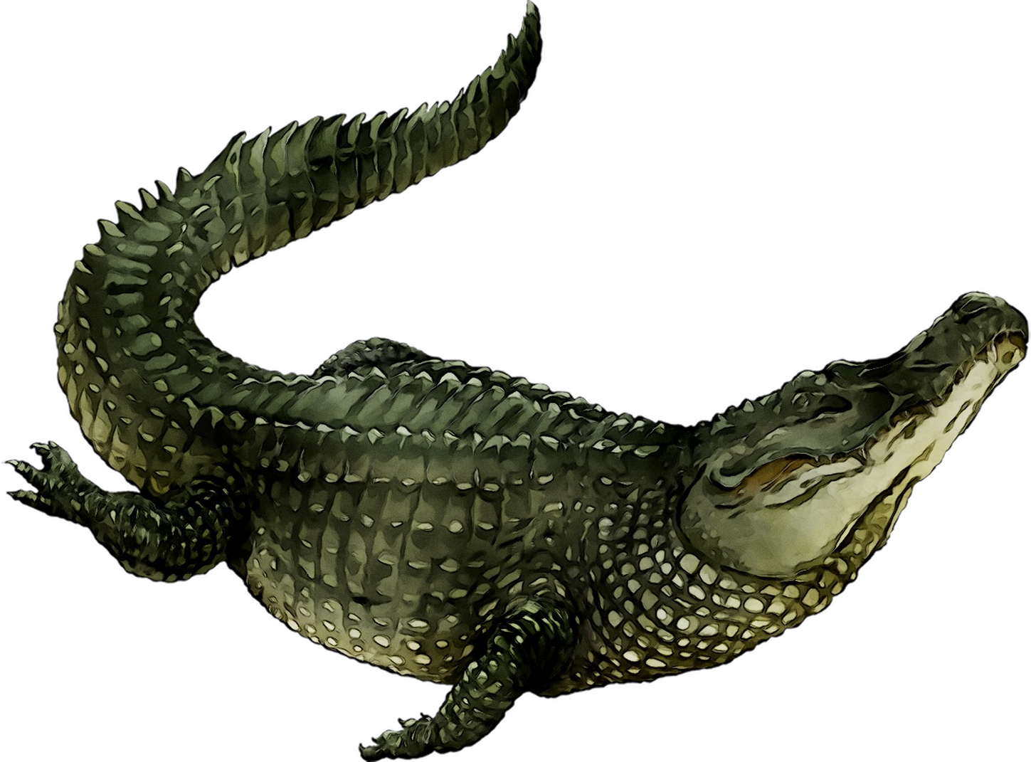 Alligator Cartoon Clipart