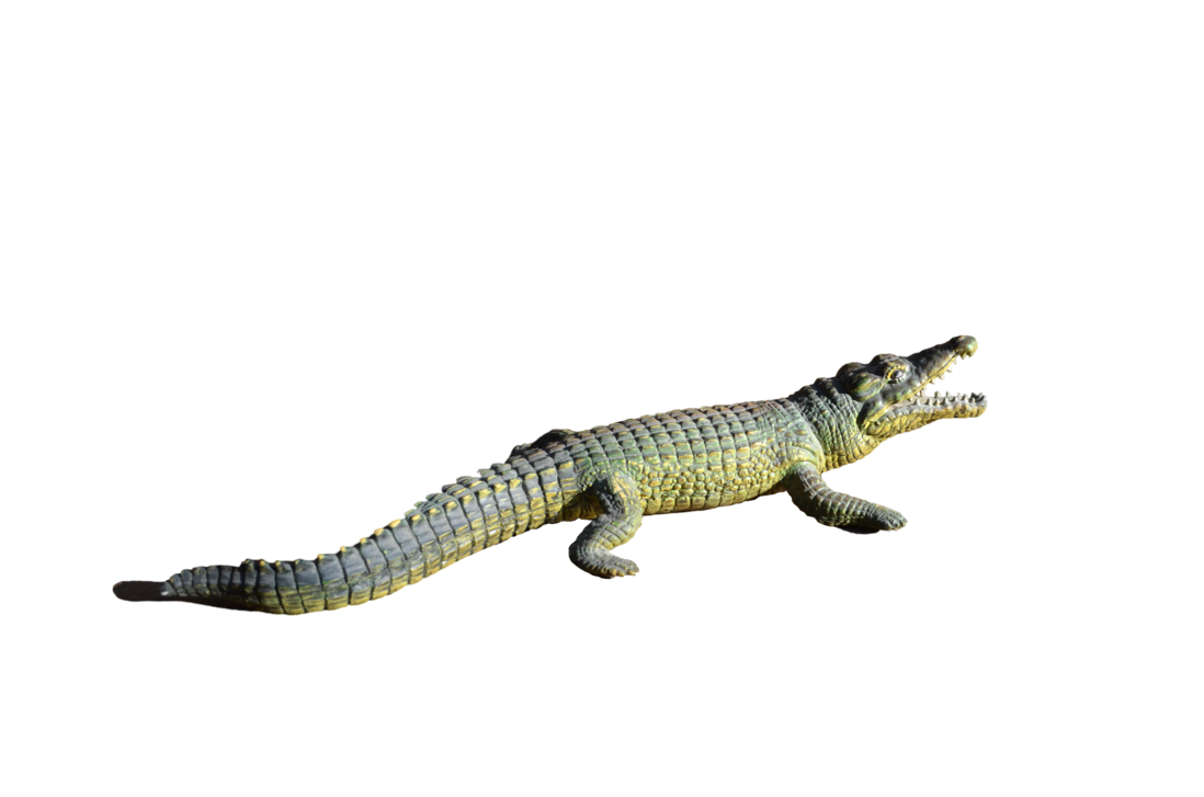 Alligator Cartoon Clipart