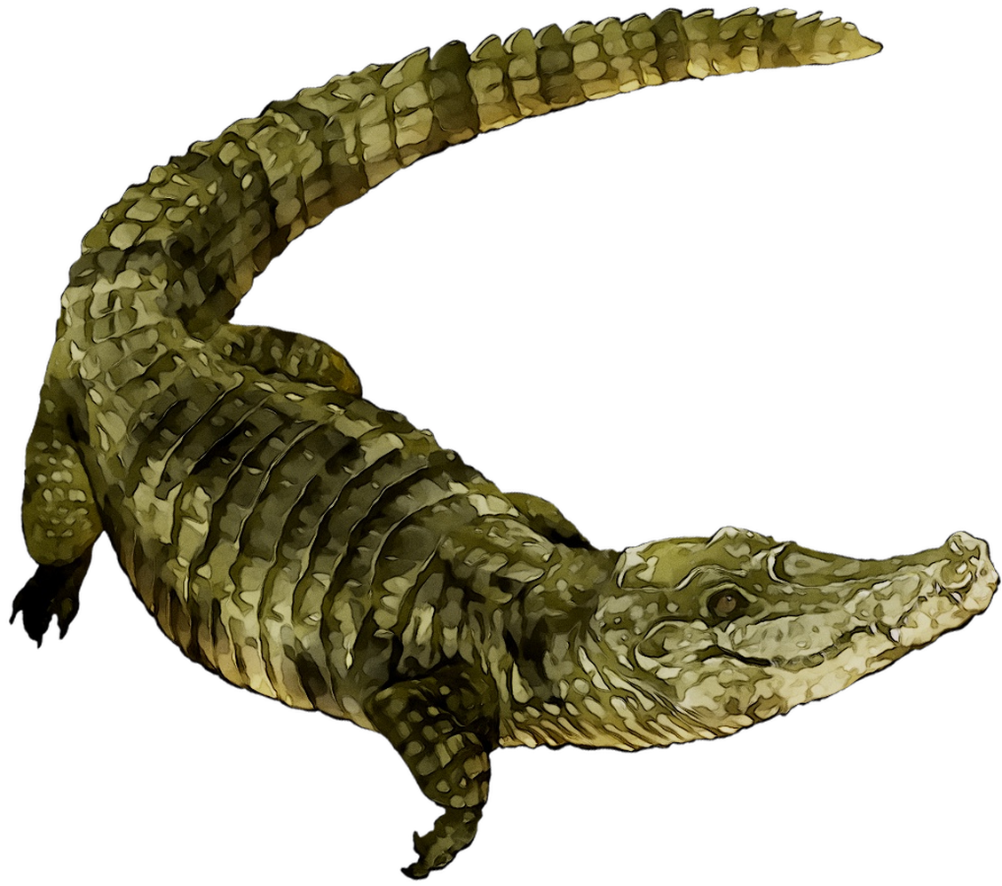 Alligator Cartoon Clipart