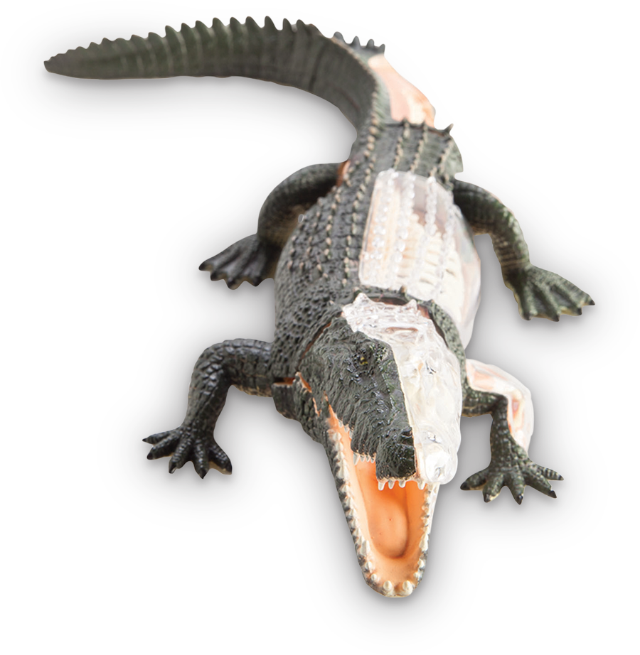 Alligator Cartoon Clipart