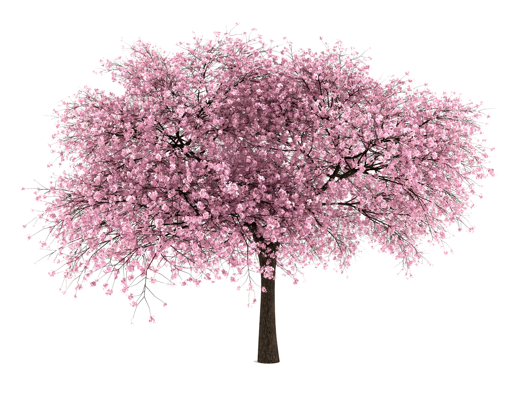 Cherry Blossom Tree Clipart