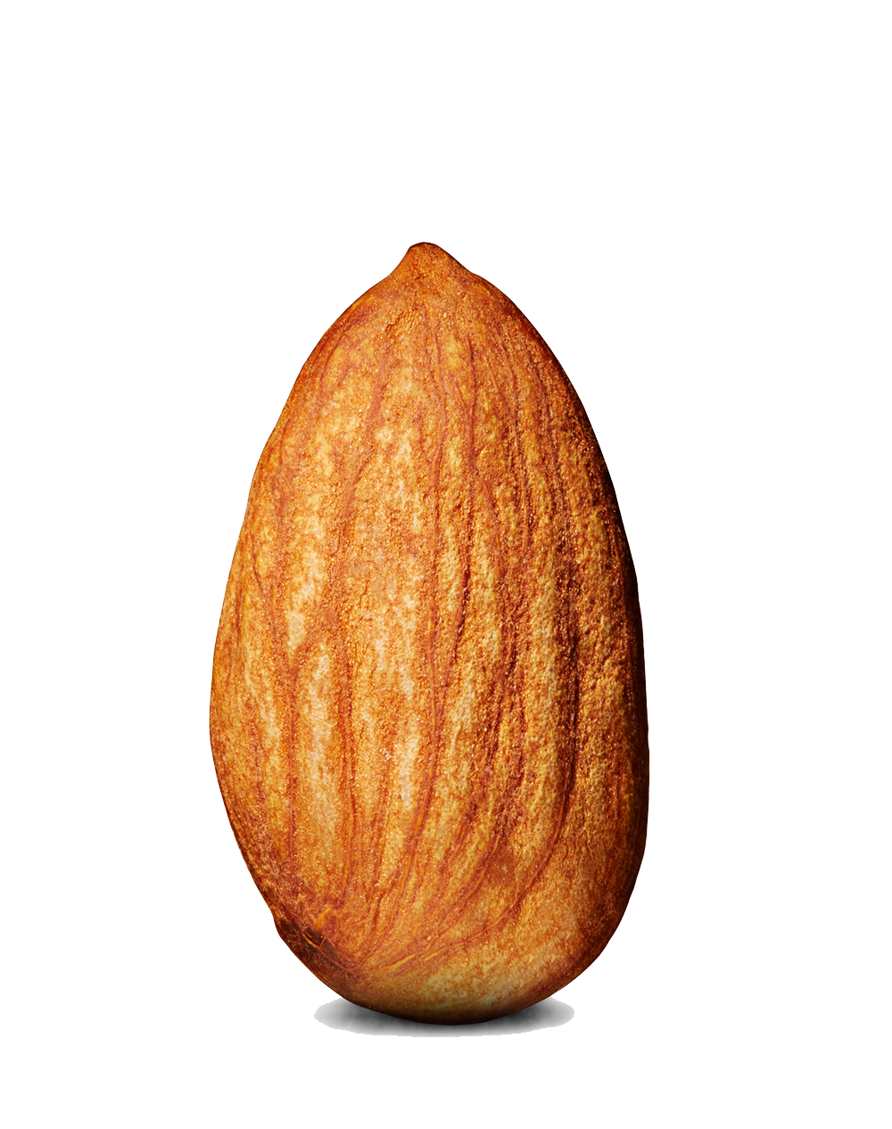 Almond Commodity Clipart