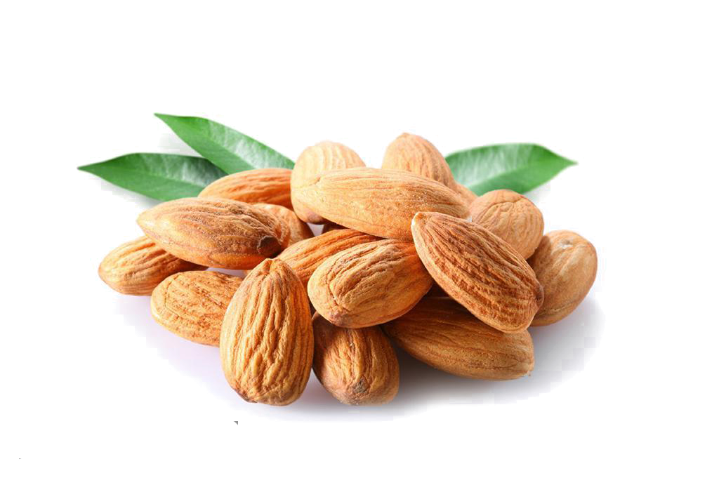 Almond Nuts Seeds Clipart