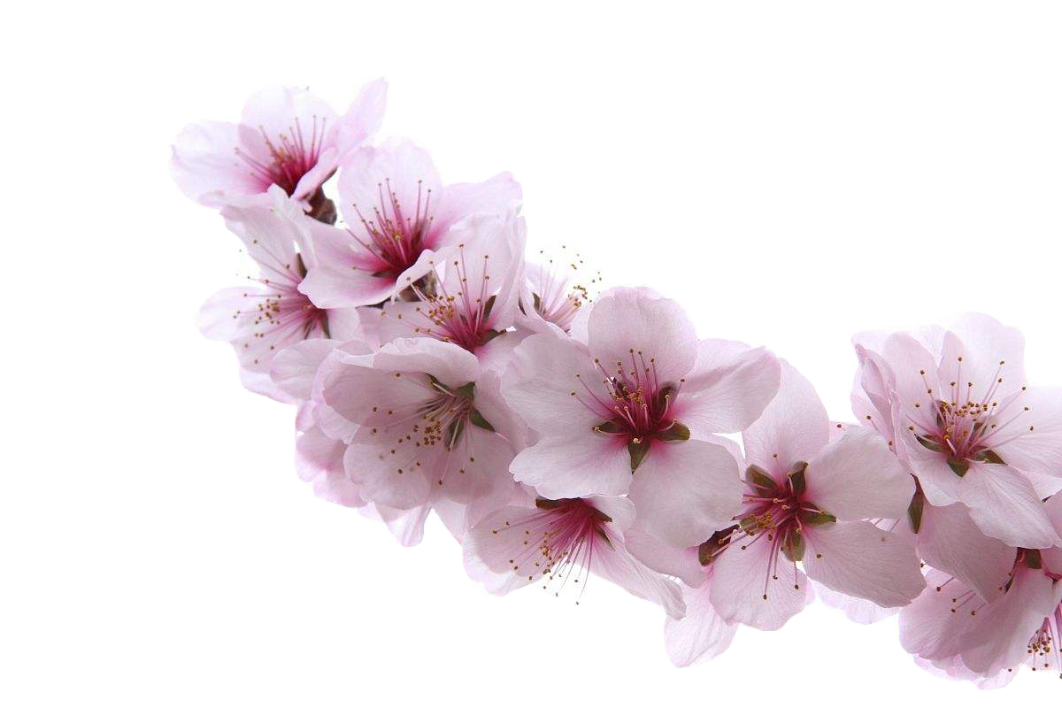 Cherry Blossom Background Clipart