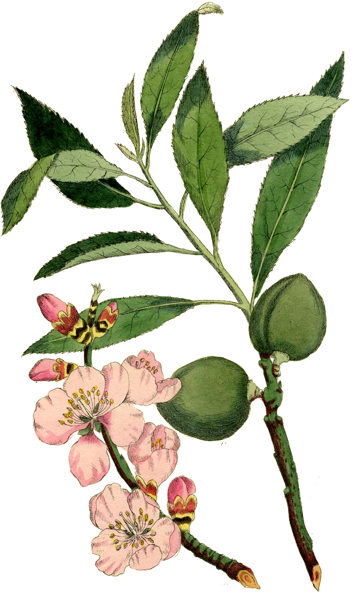 Watercolor Flower Background Clipart