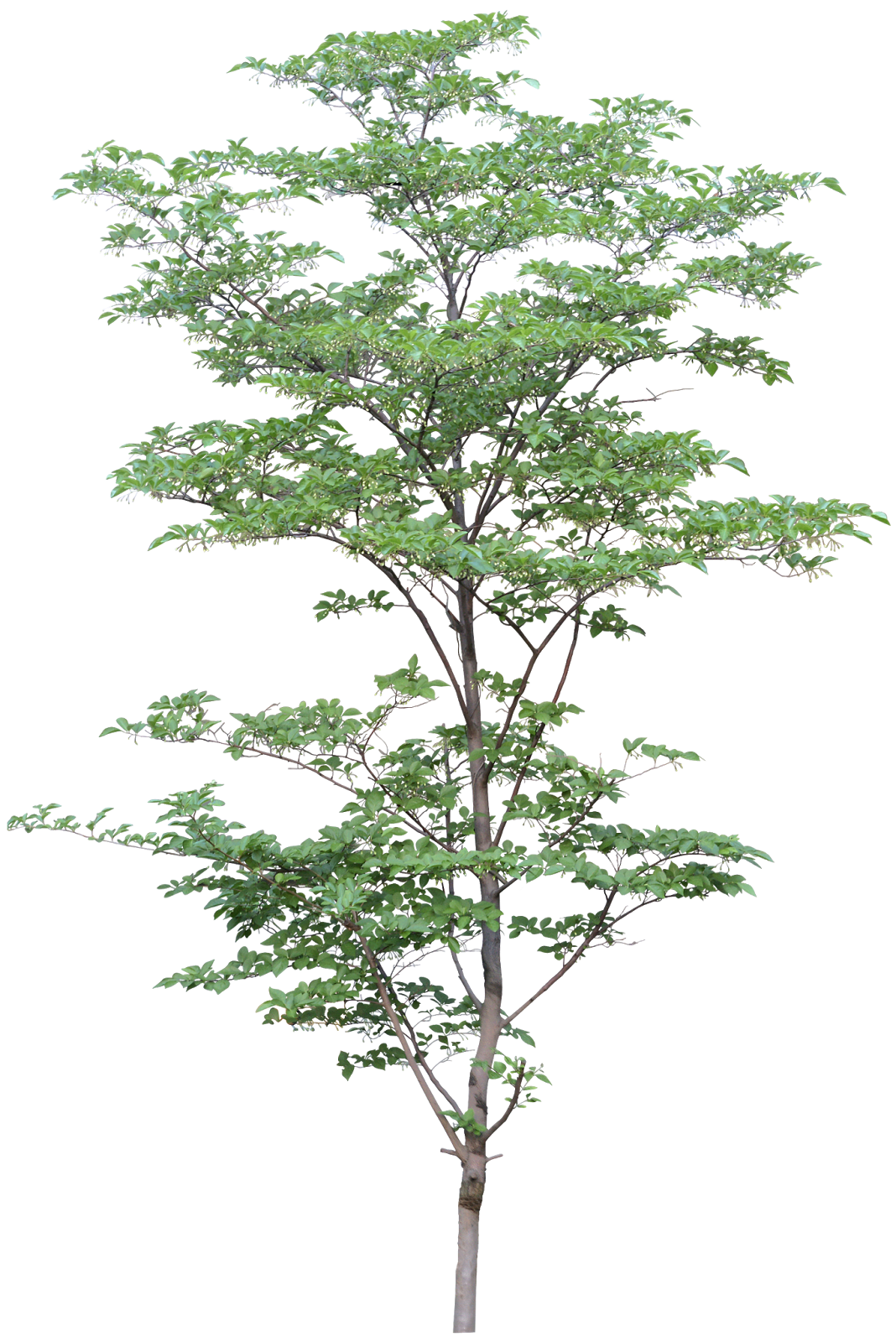 Architecture Tree Clipart