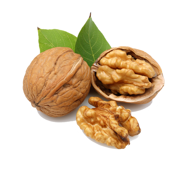 Walnut Tree Clipart