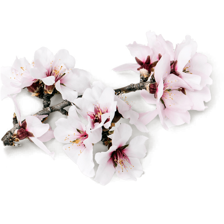 Cherry Blossom Cartoon Clipart