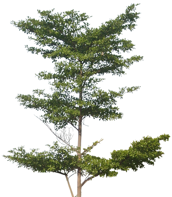Tree Trunk Drawing Clipart