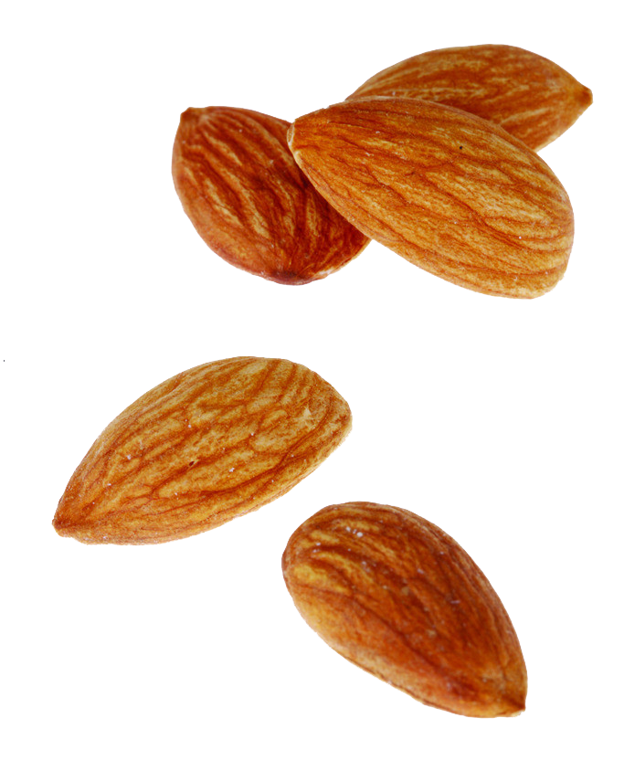 Nut Nuts Seeds Clipart