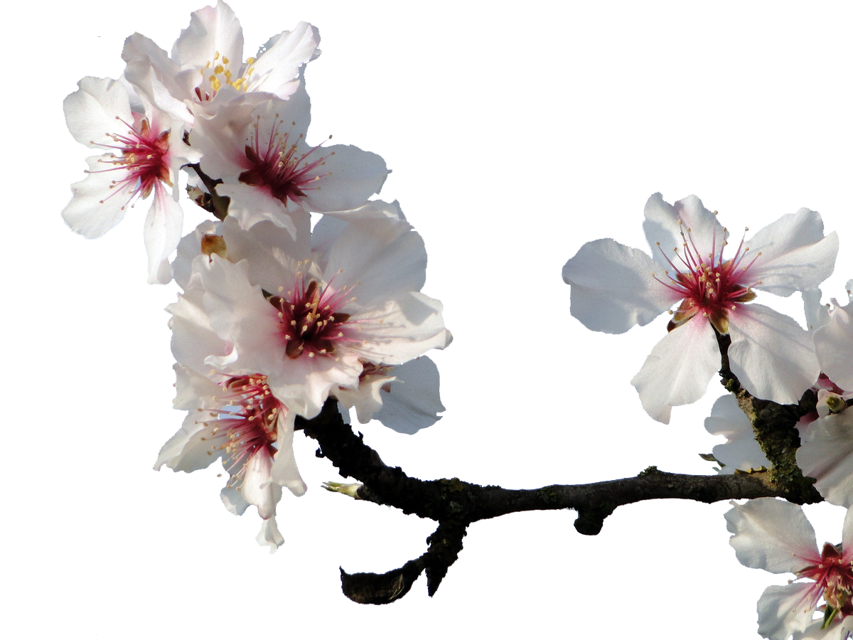Cherry Blossom Tree Clipart