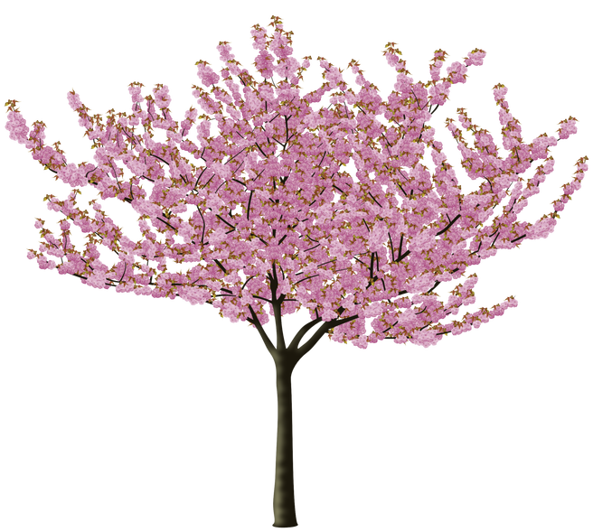 Cherry Blossom Tree Drawing Clipart