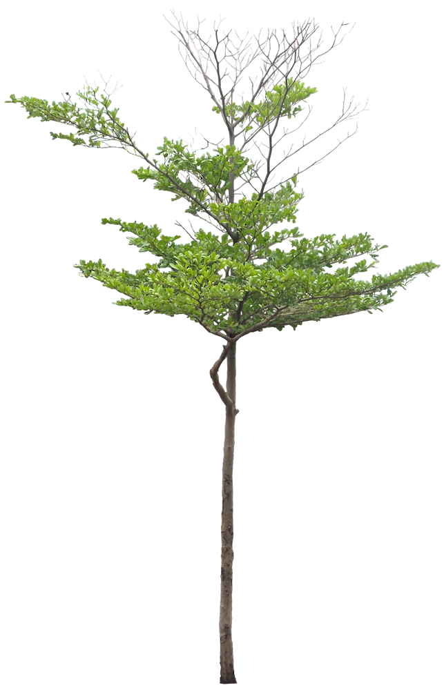 Family Tree Background Clipart