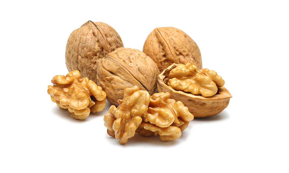 Walnut Tree Clipart