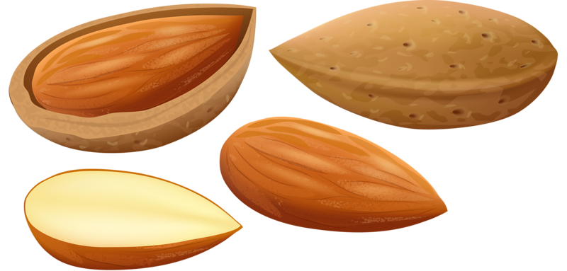 Nut Nuts Seeds Clipart