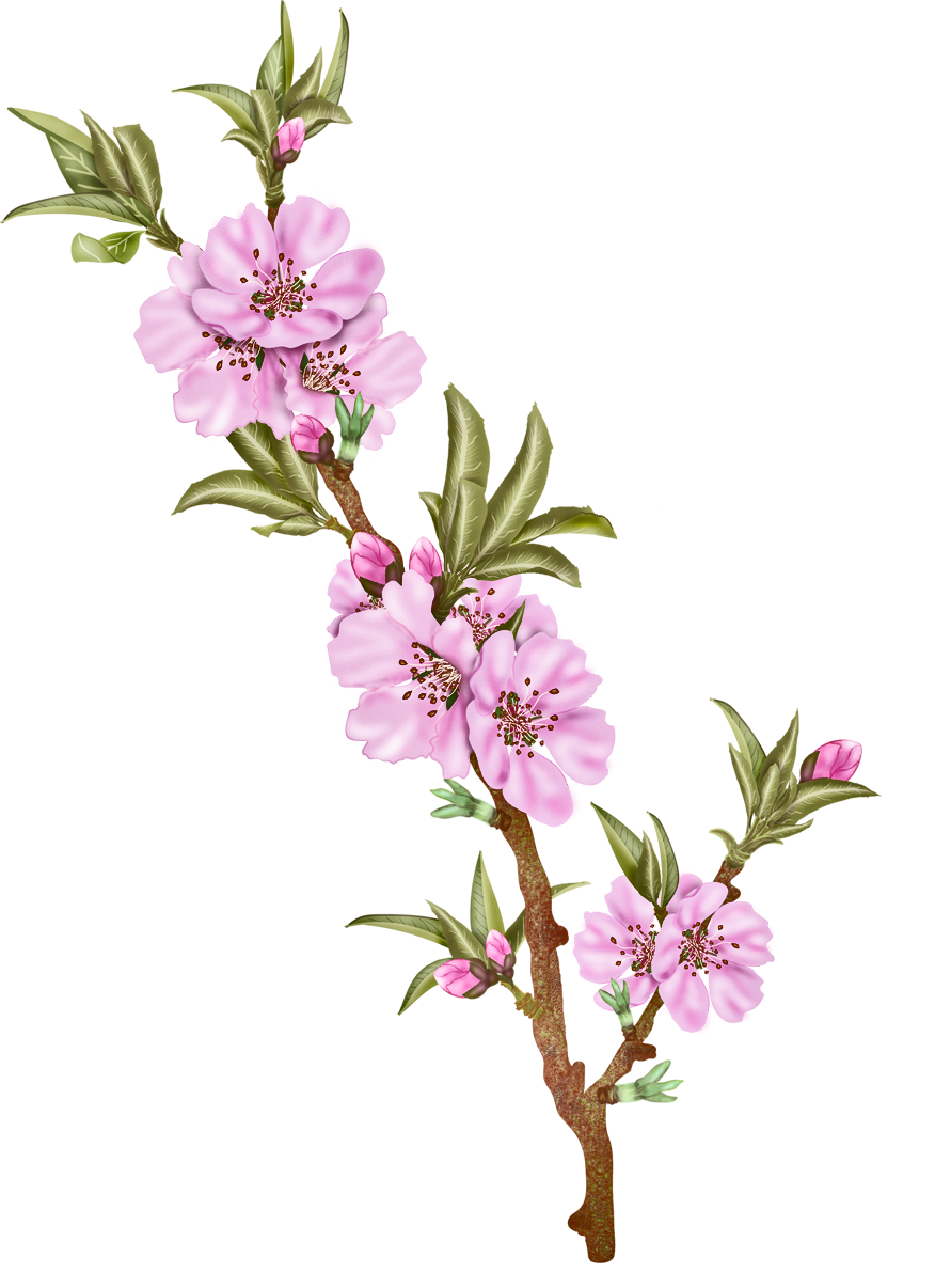 Family Tree Design Clipart
